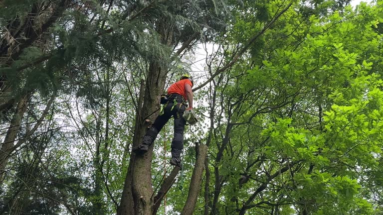 Best Hedge Trimming  in USA